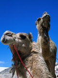 Camels for Hire at Stockton Sand Dunes, Newcastle, New South Wales, Australia Photographic Print by Dallas Stribley