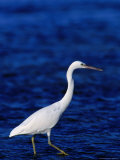 Eastern Reef Heron Stalking Fish, Great Barrier Reef, Australia Photographie par Dennis Jones