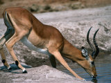 Impala (Aepyceros Melampus) Bull Drinking, Savuti, Botswana Photographie par Dennis Jones