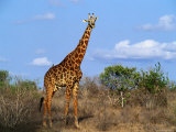 Giraffe Tsavo West NP, Kenya Lámina fotográfica por John Hay