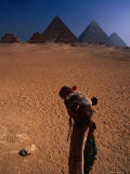 Camel Looking at Pyramids, Giza, Egypt Photographic Print by Mason Florence