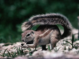 Cape Ground Squirrel (Xerus Inauris), Etosha National Park, Kunene, Namibia Photographic Print by Mitch Reardon