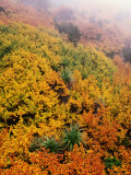 Beech Trees, Mt. Field National Park, Tasmania, Australia Photographie par Grant Dixon