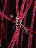 Feather Star on Sea Whips, Bali, Indonesia Impressão fotográfica por Michael Aw Feather Star on Sea Whips, Bali, Indonesia Impressão fotográfica por Michael Aw