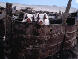 Pigs Looking Out of Pen, Ilave, Puno, Peru Photographie par Eric Wheater