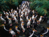 Royal Penguins Crossing Nuggets Creek to Access Rookery, Macquarie Island, Antarctica Photographic Print by Grant Dixon