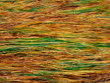 Natural Patterns and Textures Created from a Tidal Reed Bed, Sitka, Alaska, USA Photographic Print by Rob Blakers