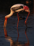 Painted Stork (Ibis Leucocephalus), Sri Lanka Photographic Print by Lawrence Worcester