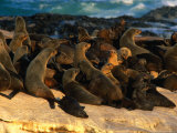 Pod of Cape Fur Seals (Arctocephalus Pusillus) Basking on Rocks in the Sunlight, South Africa Photographic Print by Ariadne Van Zandbergen