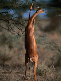 Gerenuk (Litocranius Walleri) Feeding, Samburu National Reserve, Kenya Photographic Print by Ariadne Van Zandbergen
