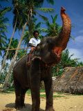 Man Riding Elephant, Hikkaduwa, Sri Lanka Photographie par Dallas Stribley