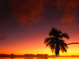 Coconut Palm in Sunset Silhouette at Aitutaki Lagoon, Aitutaki, Southern Group, Cook Islands Photographie par John Banagan