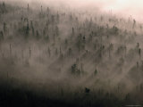 Trees in Fog at Goulias Point, Lake Superior, Ontario, Canada Photographic Print by Jim Wark