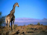 Giraffe Looking Over Its Shoulder, Augrabies Falls National Park, Northern Cape, South Africa Photographie par Ariadne Van Zandbergen