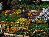 Flower Seller at the Misir Carsisi, or Egyptian Bazaar, Istanbul, Turkey Photographic Print by Simon Richmond
