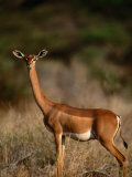 Gerenuk (Litocranius Walleri), Samburu National Reserve, Rift Valley, Kenya Photographic Print by Ariadne Van Zandbergen