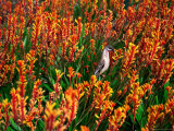 Red Wattlebird on Kangaroo Paw in Kings Park, Perth, Australia Photographie par Chris Mellor