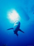 A shark circles at Shark Junction, south of the Bell Channel entrance to Port Lucaya, Bahamas Lámina fotográfica por Michael Lawrence