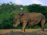 White Rhinoceros (Ceratotheruefn Semum), Hluhluwe-Umfolozi Park, South Africa Photographic Print by Ariadne Van Zandbergen