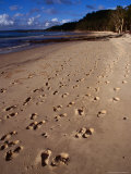 Footsteps on the Beach at Kingfisher Bay, Kingfisher Bay,Fraser Island, Queensland, Australia Fotografie-Druck von Richard I'Anson