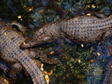 Crocodiles at the Bangkok Zoo, Bangkok, Thailand Lámina fotográfica por Ryan Fox