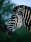 Portrait of Common Zebra (Equus Quagga), Hluhluwe-Umfolozi Park, South Africa Photographic Print by Ariadne Van Zandbergen