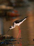 Female Black-Winged Stilt (Himantopus Himantopus), India Photographic Print by David Tipling