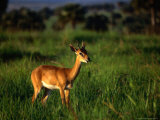 Oribi (Ourebia Ourebi) Standing in Grass, Murchison Falls National Park, Uganda Photographic Print by Ariadne Van Zandbergen