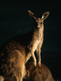 Kangaroo at Night, Anglesea, Australia Fotografie-Druck von John Banagan