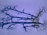 Trees in Frozen Lake Pueblo Throw Long Shadows Over the Snow, Colorado, USA Photographic Print by Jim Wark