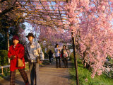 People Walking Under Roof of Pink Cherry Blossoms, Kyoto, Japan Photographie par Frank Carter