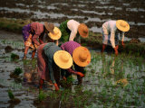 Women Planting Rice Seedlings, Nyaungshwe, Shan State, Myanmar (Burma) Photographic Print by Bernard Napthine