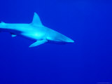 Shark Underwater, Fiji Photographic Print by Casey Mahaney