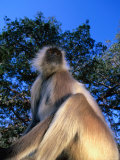 Common Langur (Presbytis Entellus) or Hanuman Langur, Sri Lanka Photographic Print by Lawrence Worcester
