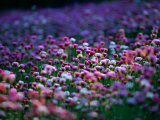 Field of Wildflowers, Australia Photographic Print by Chris Mellor