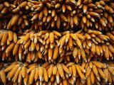 Bunches of Corn Cobs Drying, Thailand Photographic Print by Chris Mellor