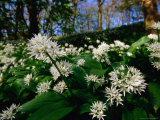 Ramsons (Wild Garlic) at Stackpole Estate in May, Pembrokeshire Coast National Park, United Kingdom Fotografie-Druck von David Tipling