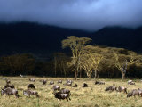 Low Cloud Hangs Over Zebra and Wildebeest at Ngorongoro Crater, Arusha, Tanzania Photographie par Ariadne Van Zandbergen