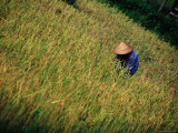 Worker in Field Around Vang Vieng, Vang Vieng, Laos Photographic Print by Ryan Fox