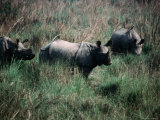 Asian One-Horned Rhinoceros (Rhinoceros Unicornis), Royal Chitwan National Park, Nepal Photographic Print by Kraig Lieb