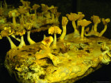 Pied Bleu or Blue Foot Mushrooms at Musee Du Champignon (Mushroom Museum), Saumur, France Photographic Print by Martin Moos