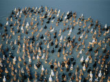 Ducks on the Water, Amarapura, Mandalay, Myanmar (Burma) Photographic Print by Bernard Napthine