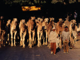 Camels Travelling from Rajasthan to West Bengal on Grand Trunk Road, Uttar Pradesh, India Photographie par Richard I'Anson