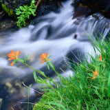 Stream and Indian Paintbrush(Castilleja Linariaefolia) Flowers in the Sierra Nevada, USA Photographie par Wes Walker