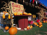 Roadside Stall Selling Sweet Corn and Pumpkin, Forestburg, USA Photographic Print by Rick Gerharter