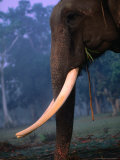 Large "Tusker" Male Elephant, Royal Chitwan National Park, Narayani, Nepal Photographie par Anders Blomqvist