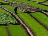 Cabbage Crop and Rice Paddies Near Kunming, Kunming, Yunnan, China Photographic Print by Diana Mayfield