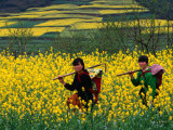Female Farmers Walking Through Canola Fields, Kaili, China Photographic Print by Keren Su