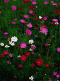 Cosmos Flowers in Bloom, Tono, Tohoku, Japan, Fotografie-Druck von Richard I'Anson