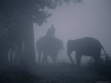 Elephants in Morning Mist Near Sauraha, Royal Chitwan National Park, Narayani, Nepal Photographic Print by Anders Blomqvist